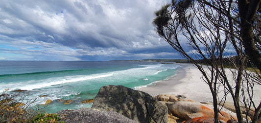 Happy Dog in Tasmania