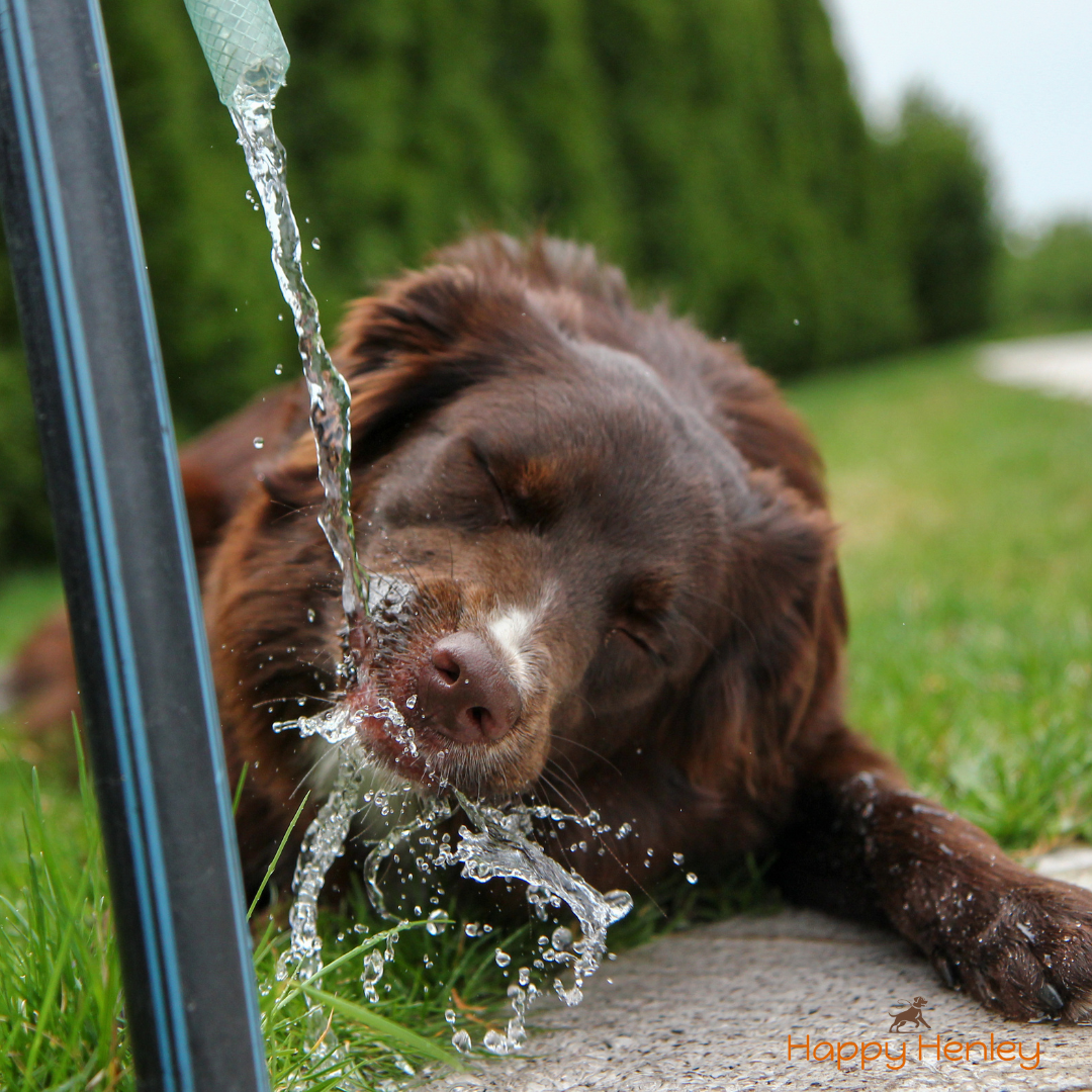 Portable Water Bottle
