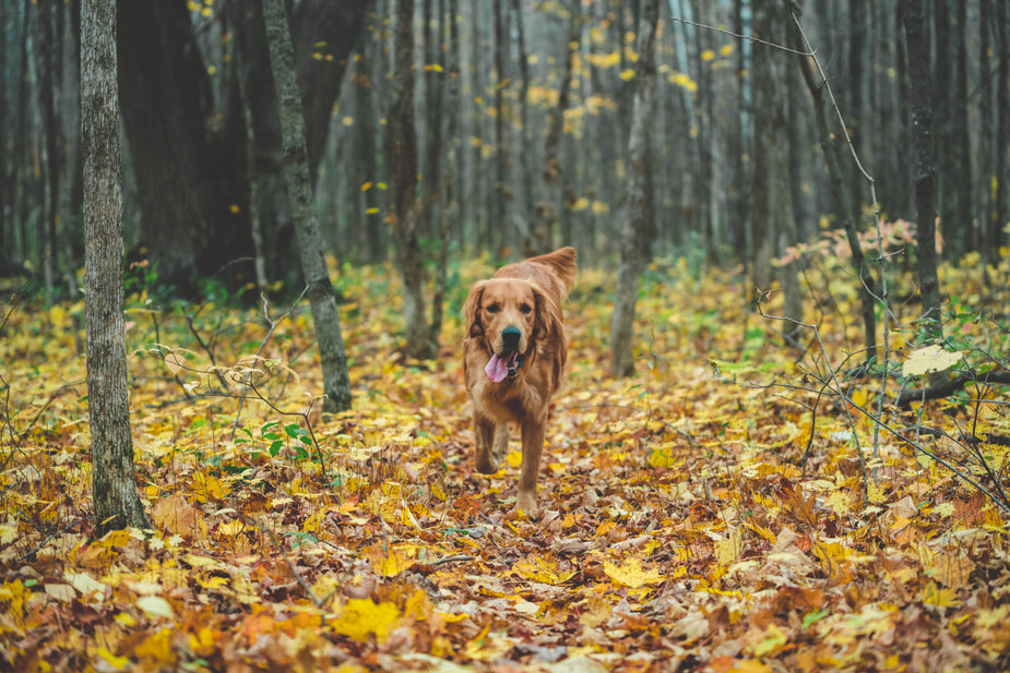 Collar, Harness & Lead Combo