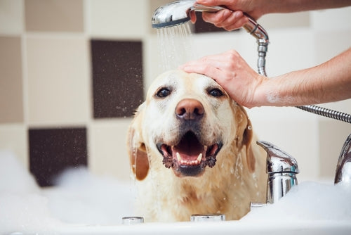Grooming