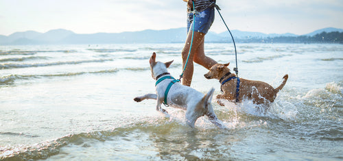 Leashes